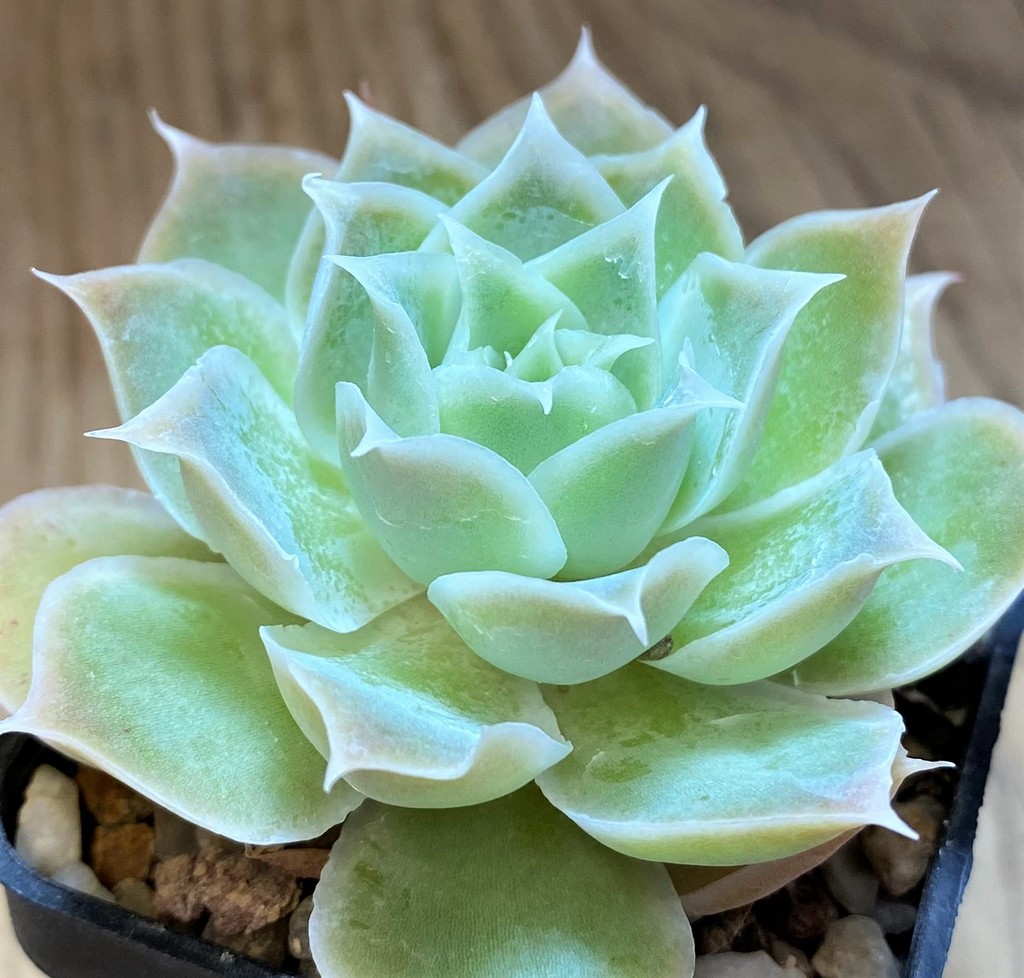 SH22994 Echeveria simulans 'Laguna Sanchez'