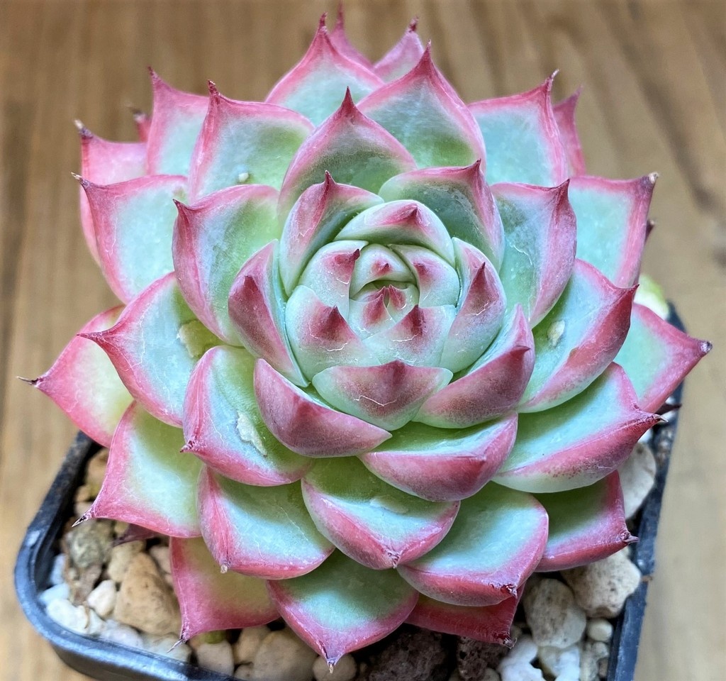 SH8522 Echeveria 'Crystal Rose' - Image 2