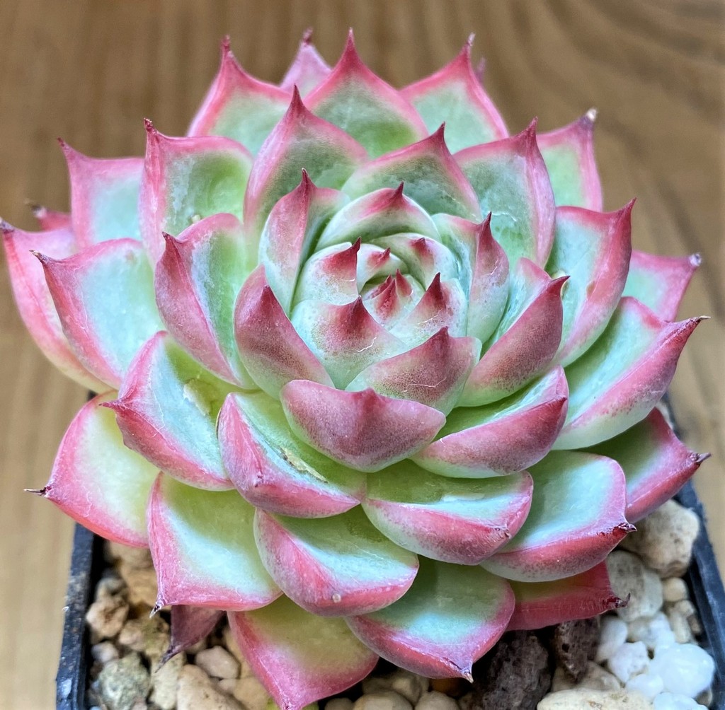 SH8522 Echeveria 'Crystal Rose'