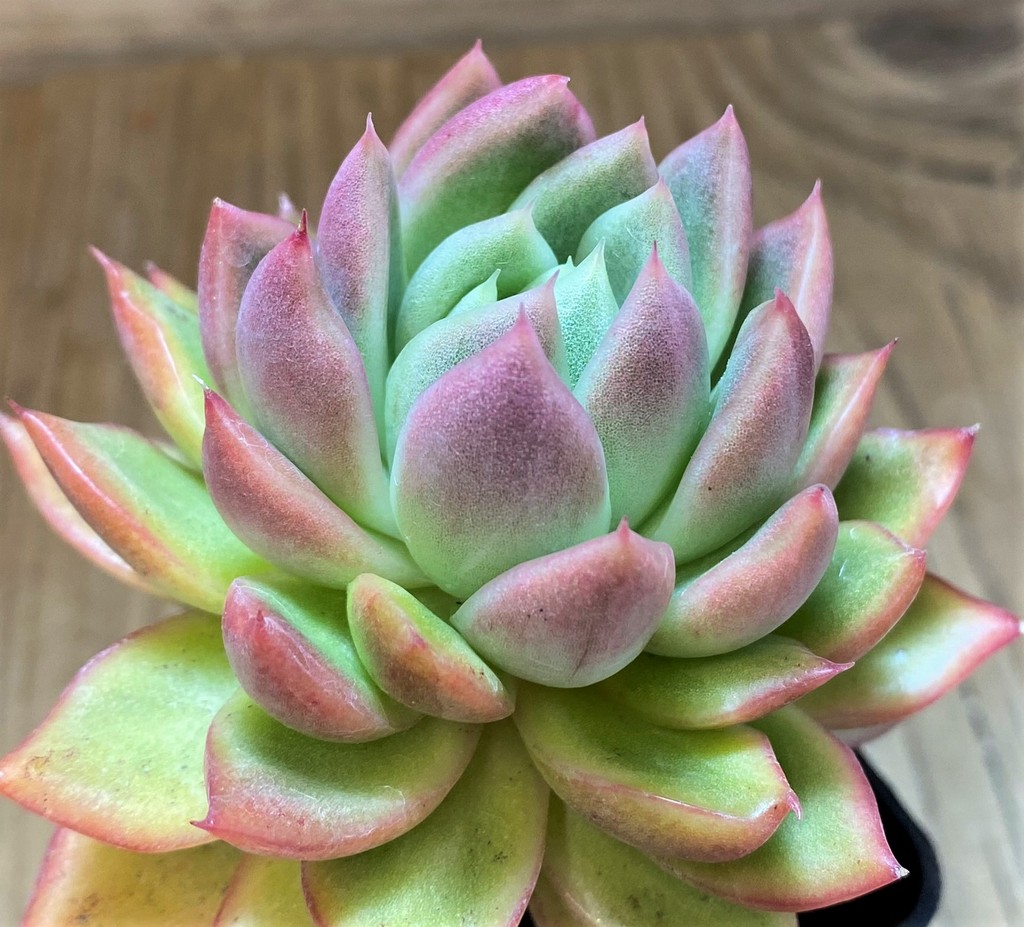 SH2931 Echeveria agavoides hybrid