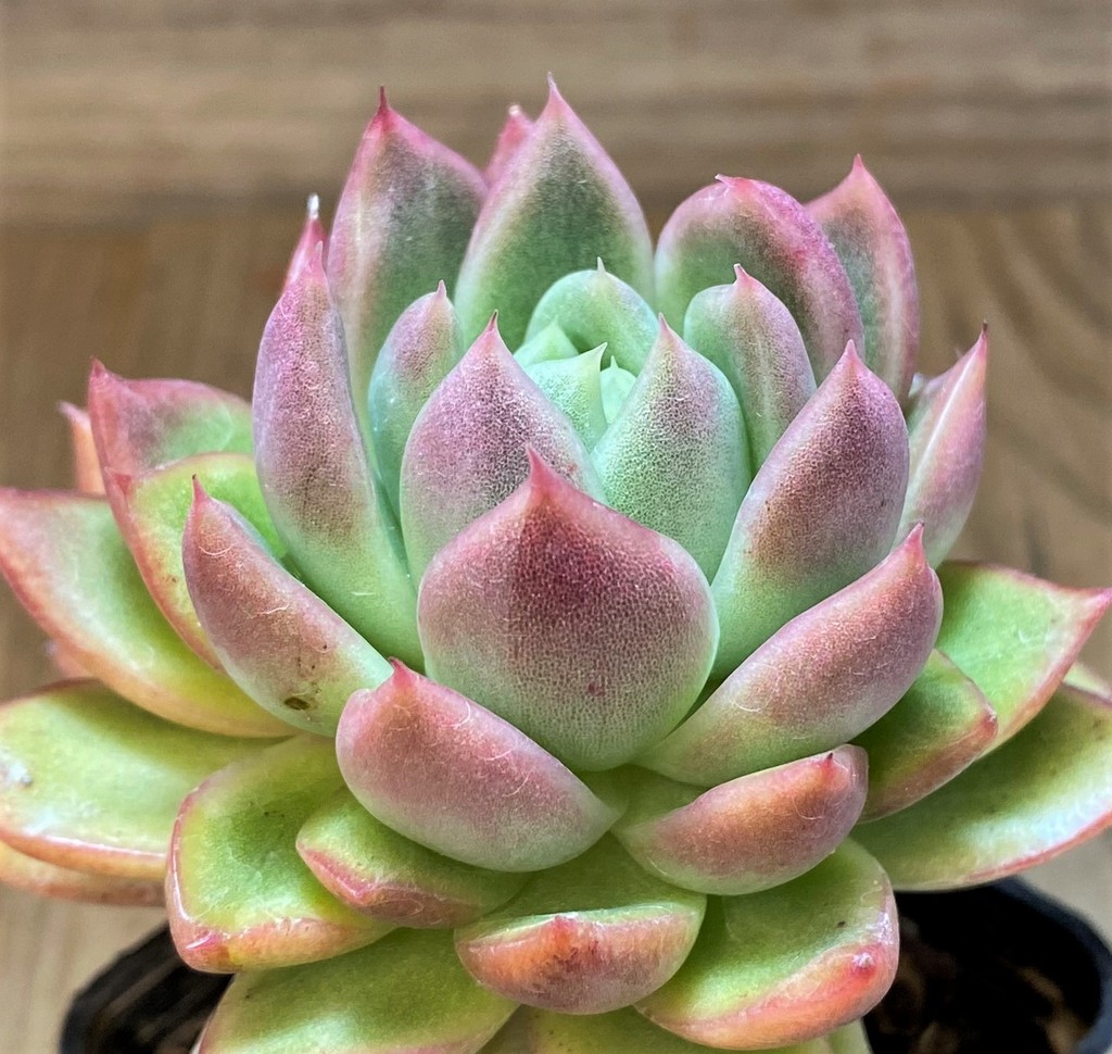 SH2931 Echeveria agavoides hybrid - Image 2