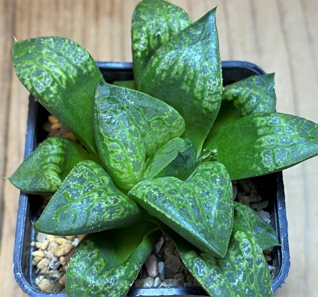 SH26423 Haworthia 'Kamen Butokai'