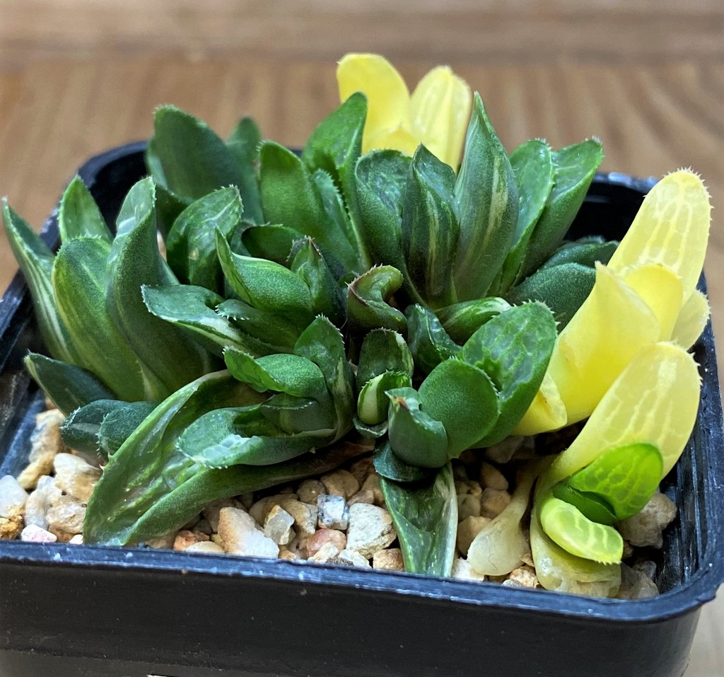 SH26431 Haworthia retusa f. variegata - Image 2