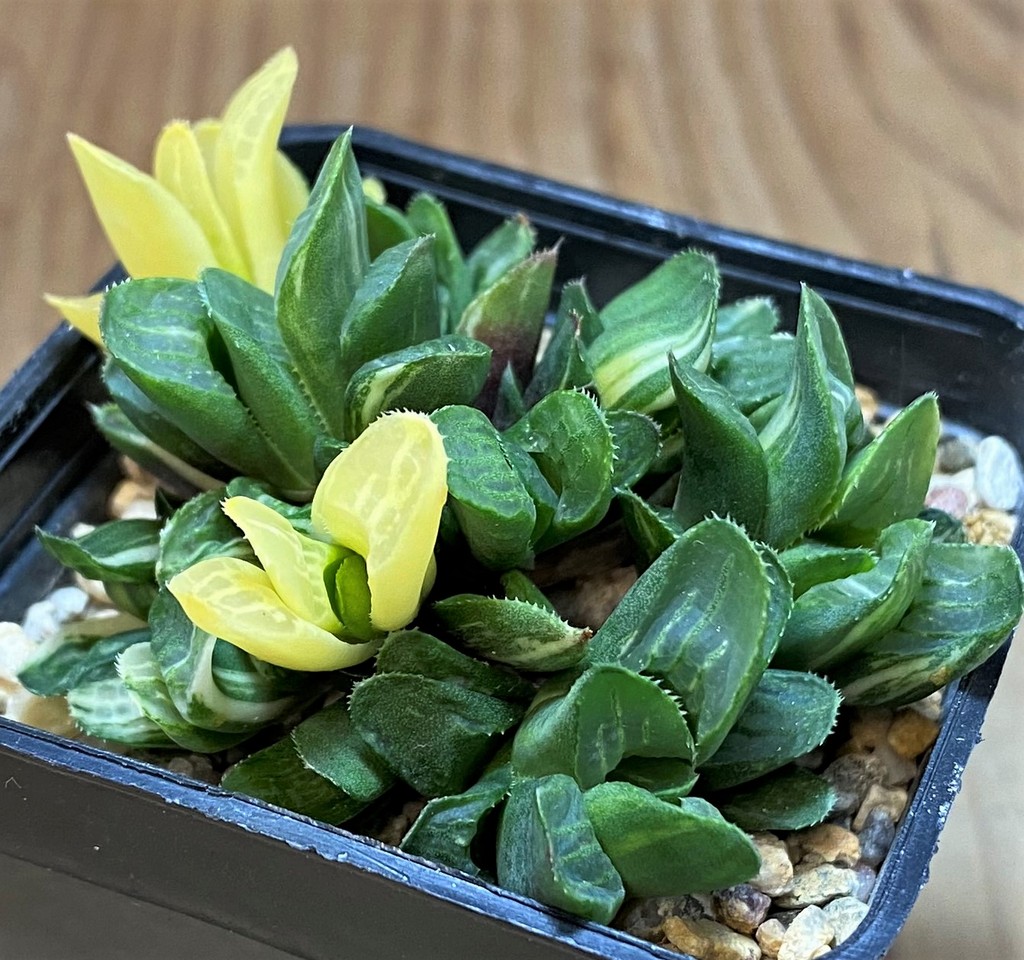 SH26431 Haworthia retusa f. variegata