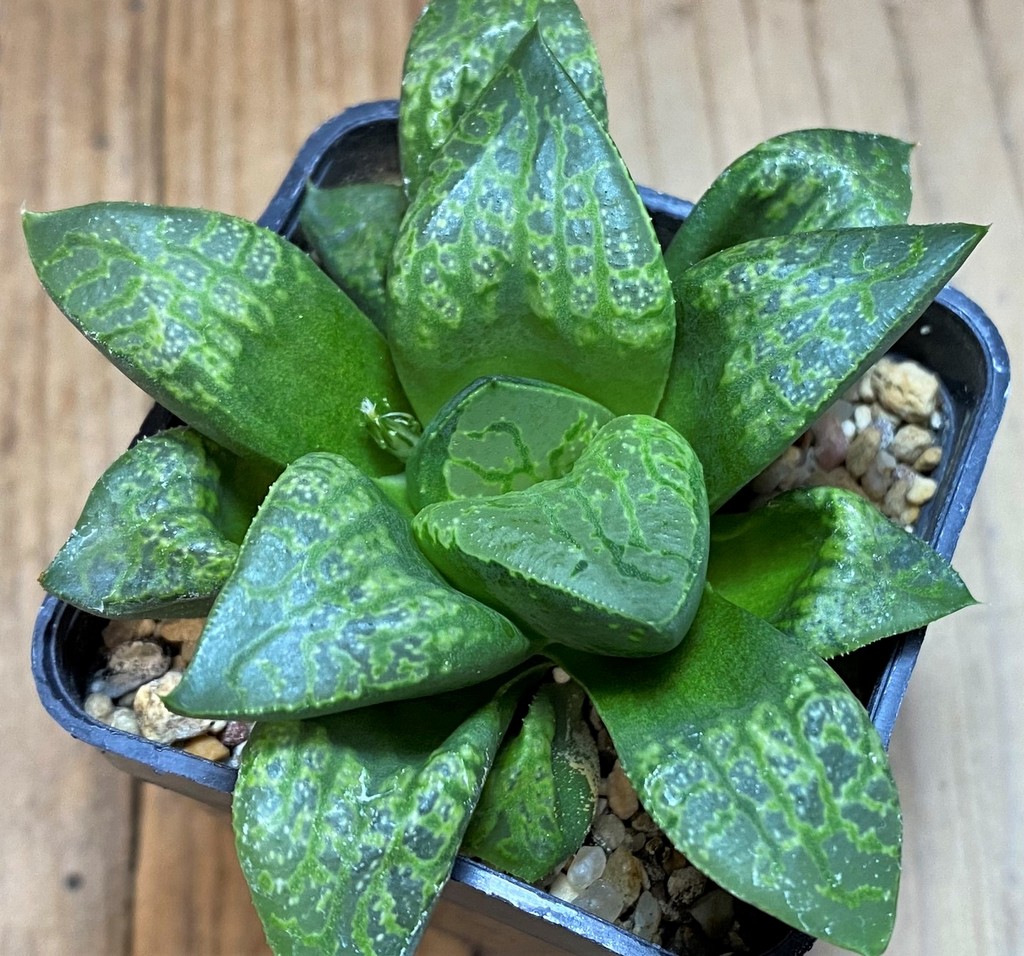 SH26423 Haworthia 'Kamen Butokai' - Image 2