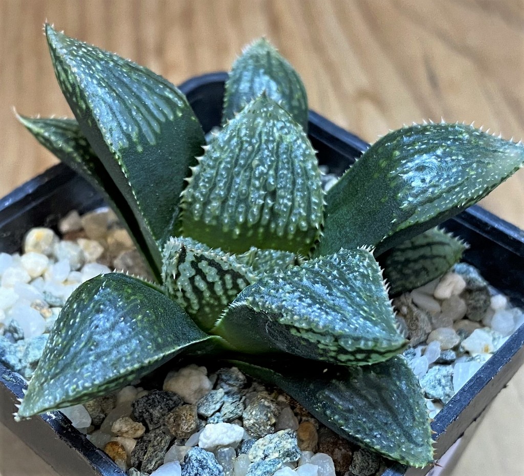 SH26435 Haworthia 'Korizato' hybrid