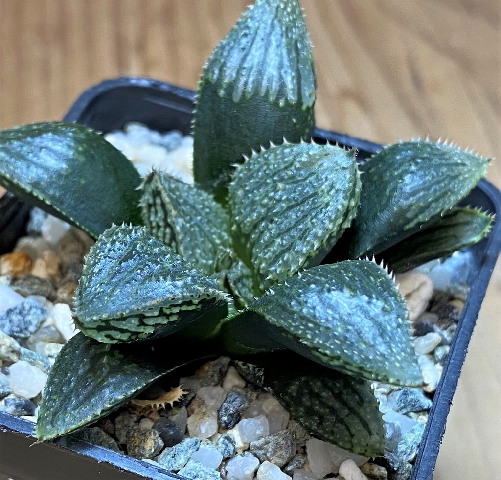 SH26435 Haworthia 'Korizato' hybrid - Image 2