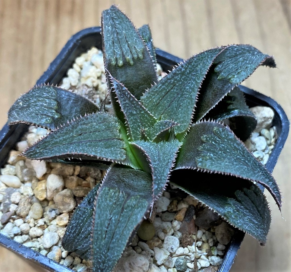 SH26437 Haworthia 'Bev's wonder' hybrid