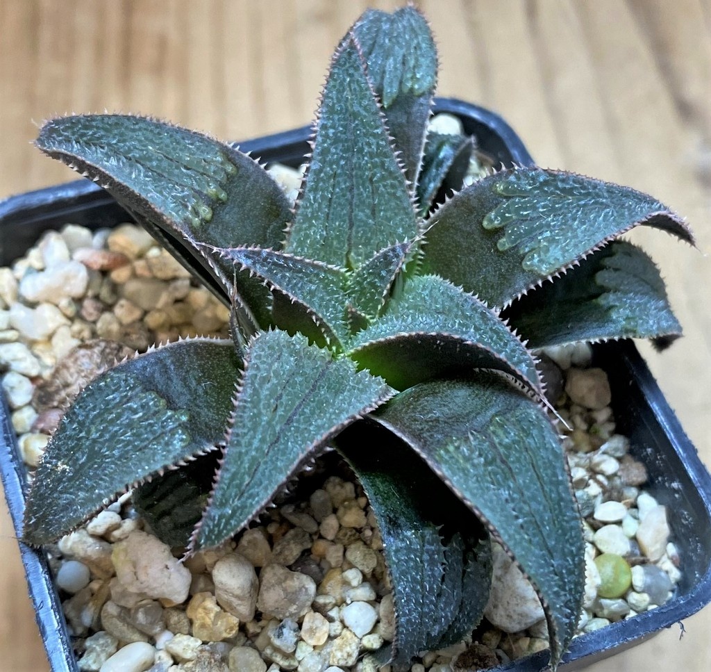 SH26437 Haworthia 'Bev's wonder' hybrid - Image 2