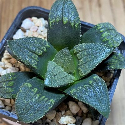 SH26424 Haworthia atrofusca hybrid