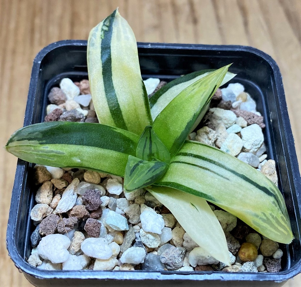 SH26442 Haworthia obtusa f. variegata - Image 2