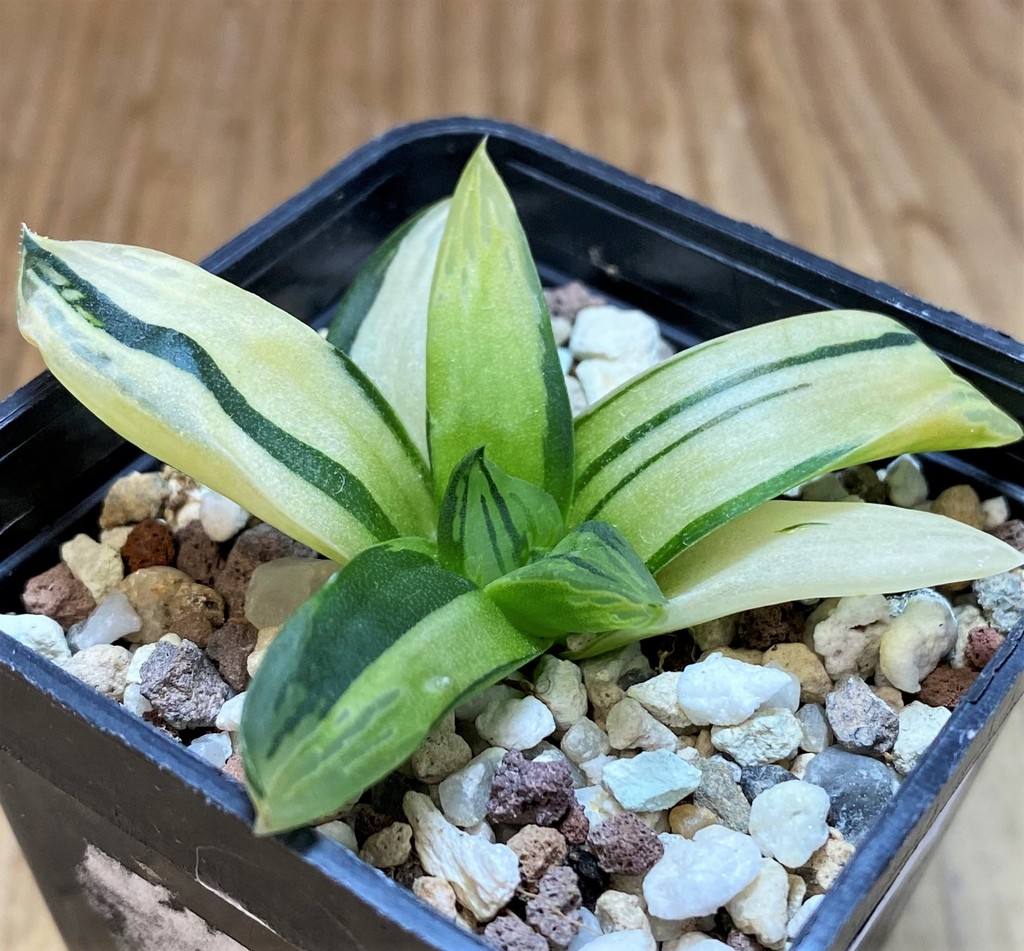 SH26442 Haworthia obtusa f. variegata
