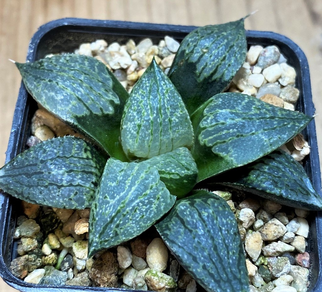 SH26445 Haworthia comptoniana x picta