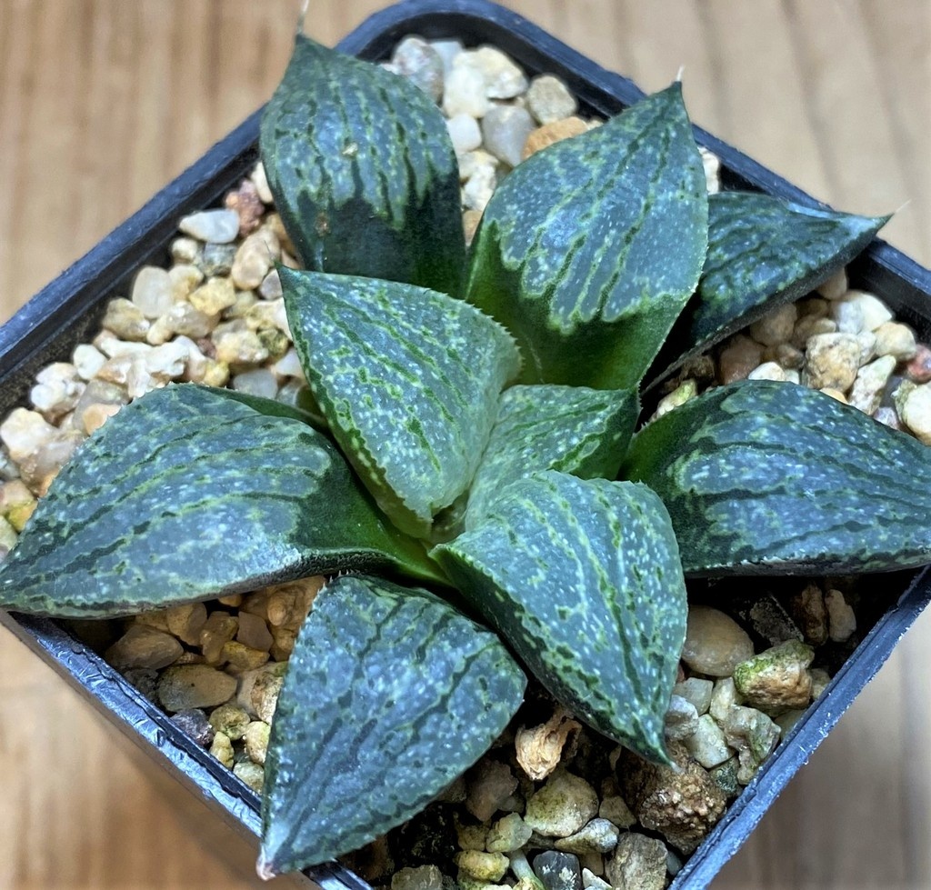 SH26445 Haworthia comptoniana x picta - Image 2