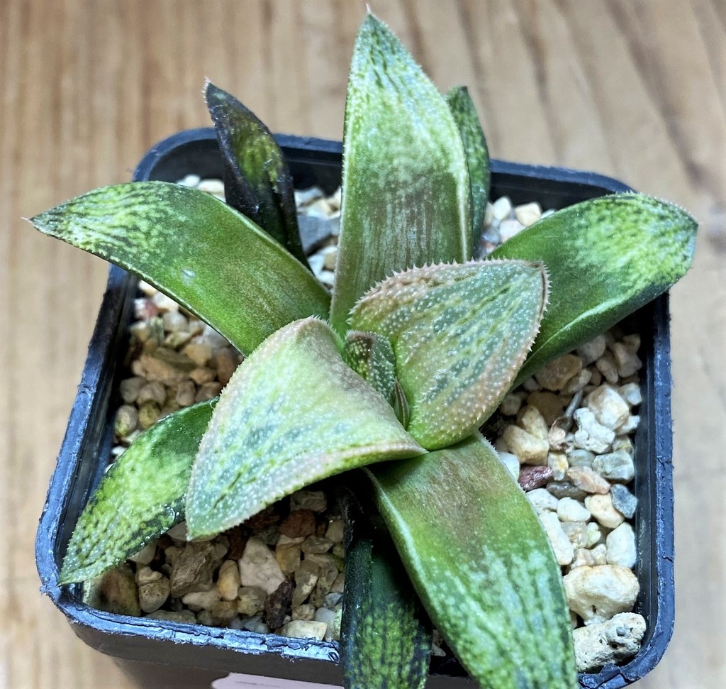 SH26447 Haworthia splendens 'Hakuja' hybrid - Image 2