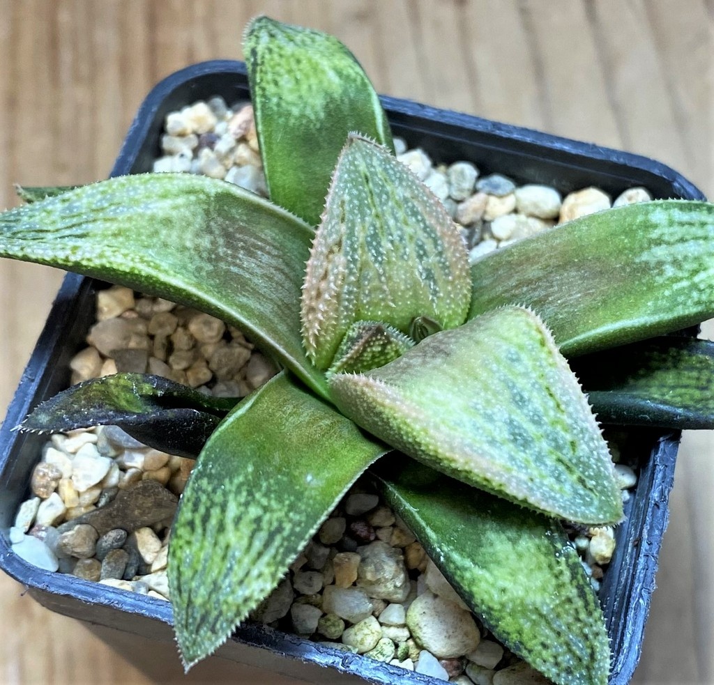 SH26447 Haworthia splendens 'Hakuja' hybrid