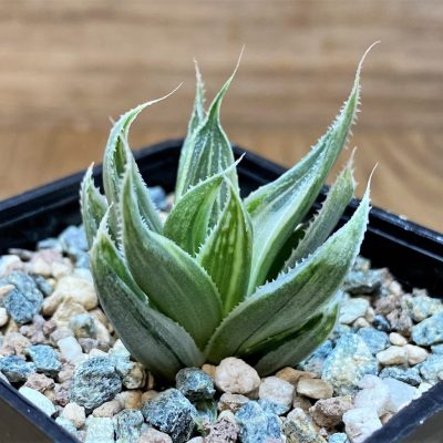 SH26450 Haworthia retusa 'Grey Ghost'
