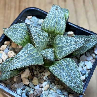 SH26451 Haworthia splendens