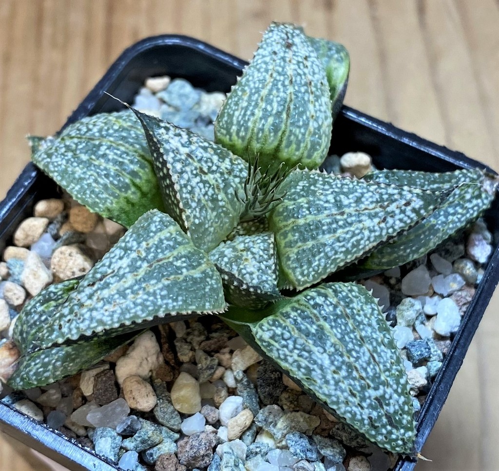 SH26451 Haworthia splendens