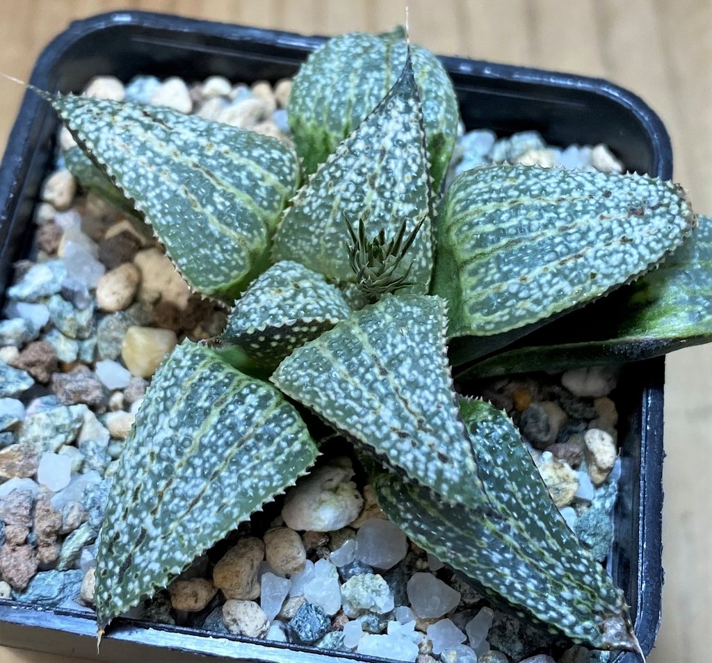 SH26451 Haworthia splendens - Image 2