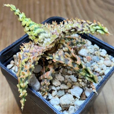 SH26500 Aloe TCT hybrid