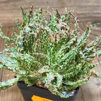 SH26504 Aloe hybrid f. cristata