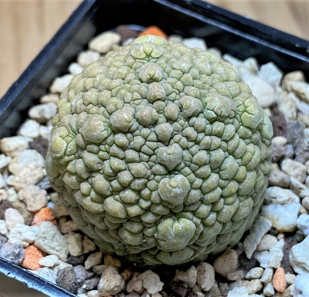 SH26507 Pseudolithos migiurtinus
