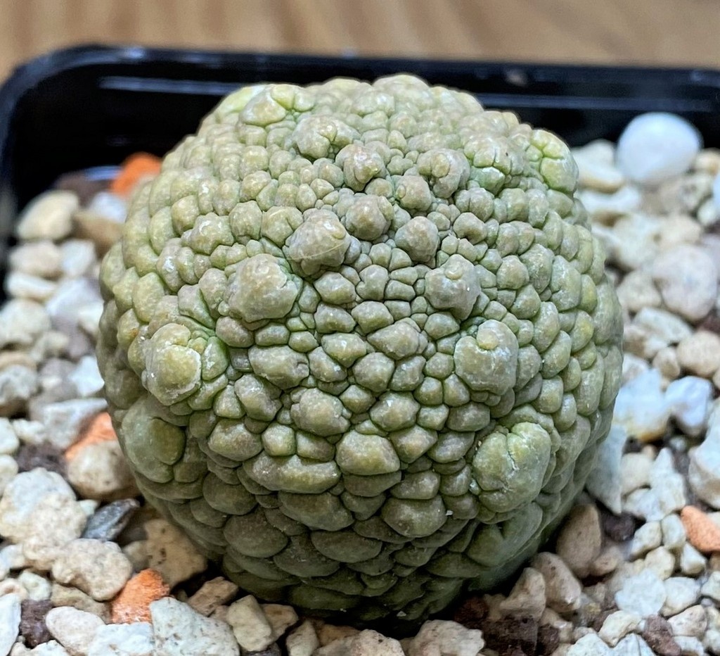 SH26507 Pseudolithos migiurtinus - Image 2