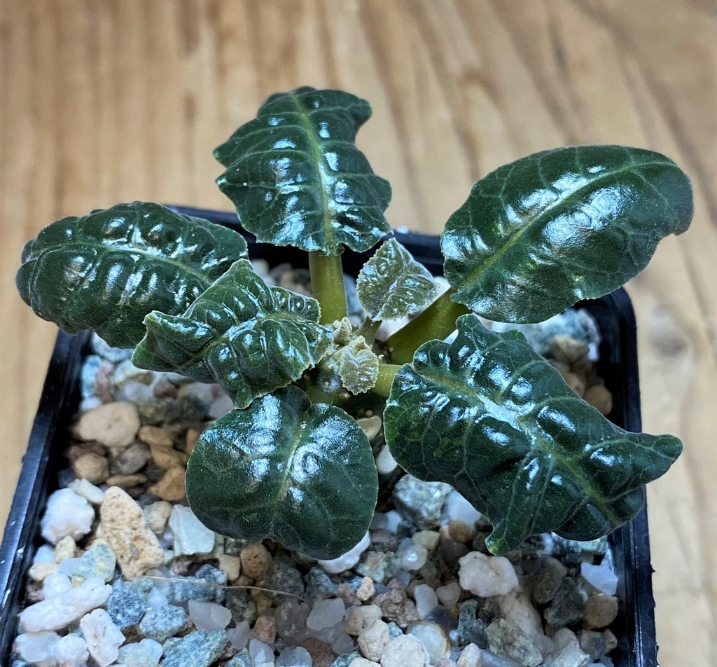 SH26511 Dorstenia foetida - Image 2
