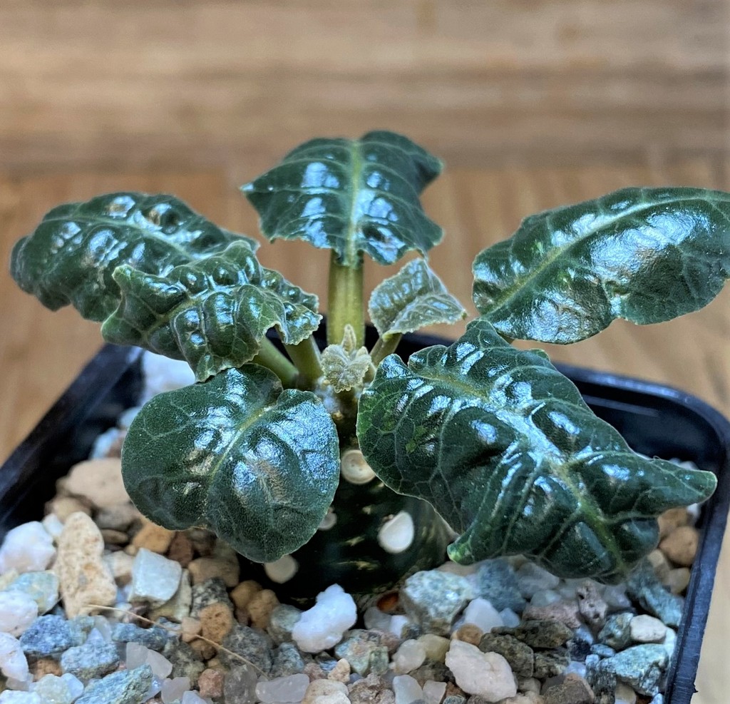 SH26511 Dorstenia foetida