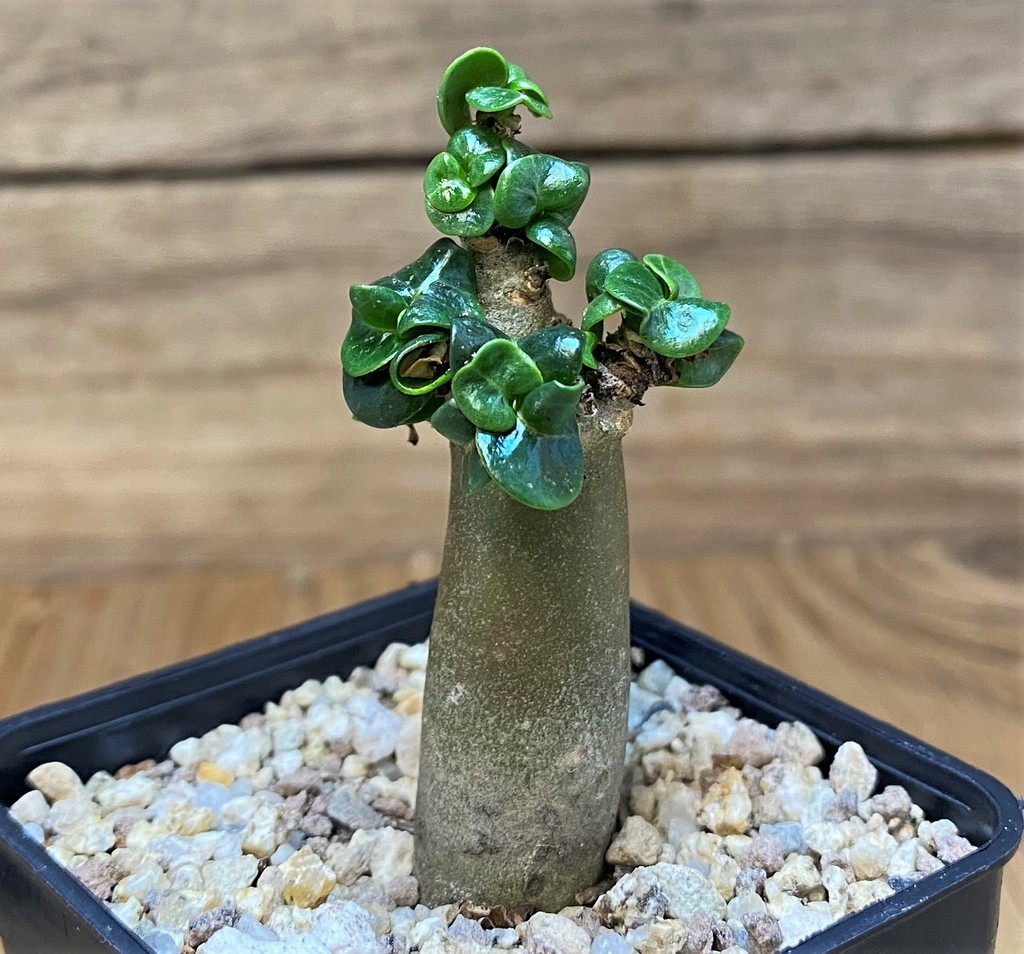 SH26517 Adenium arabicum DHA