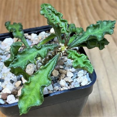 SH26519 Euphorbia decaryi v. spirosticha