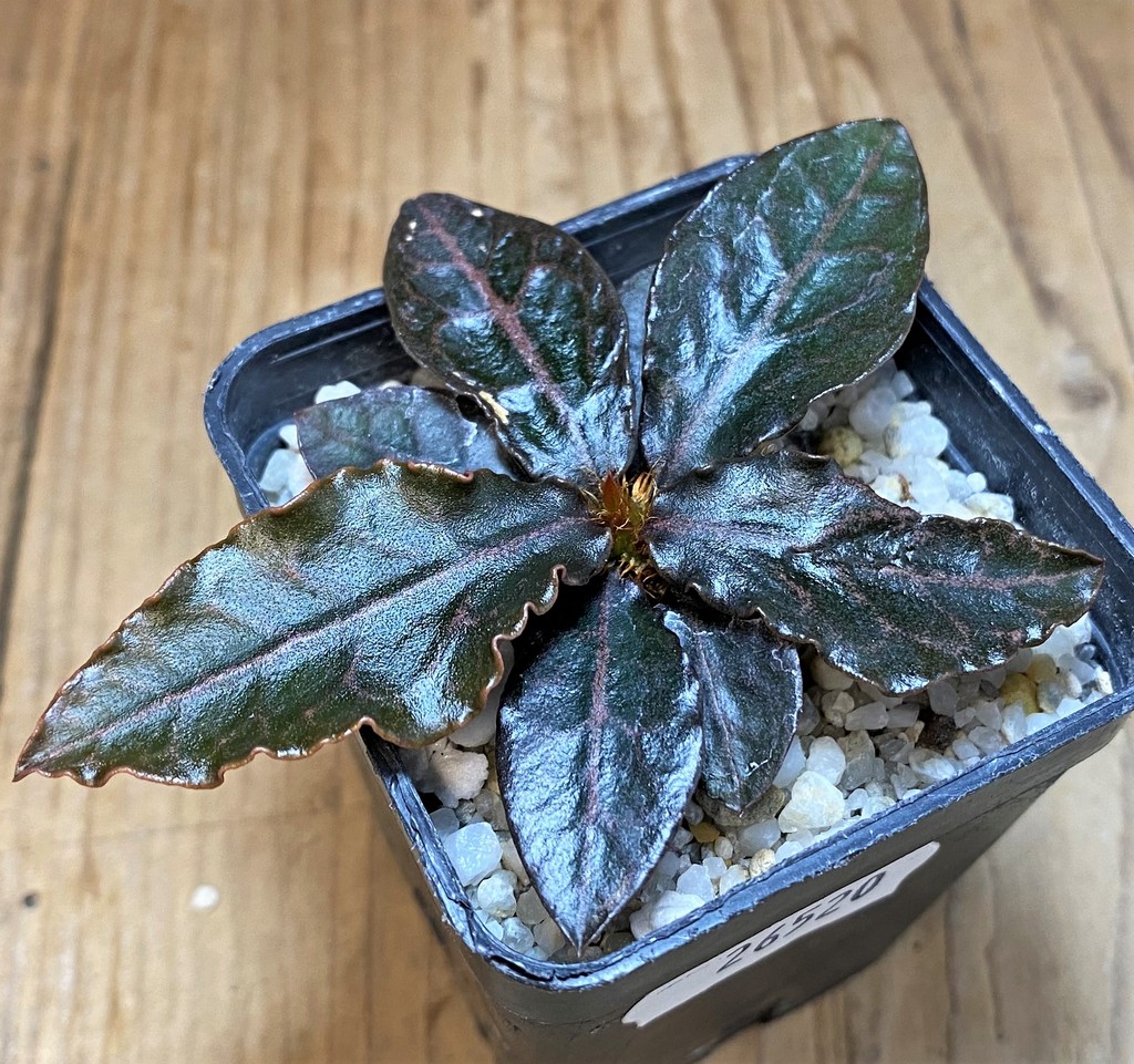 SH26520 Euphorbia francoisii hybrid - Image 2