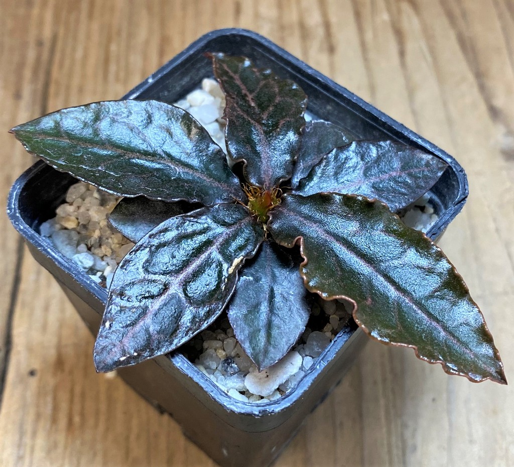 SH26520 Euphorbia francoisii hybrid