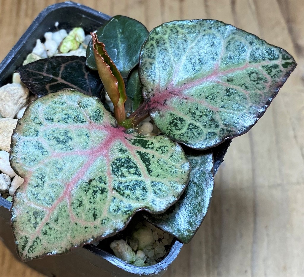 SH26521 Euphorbia francoisii hybrid