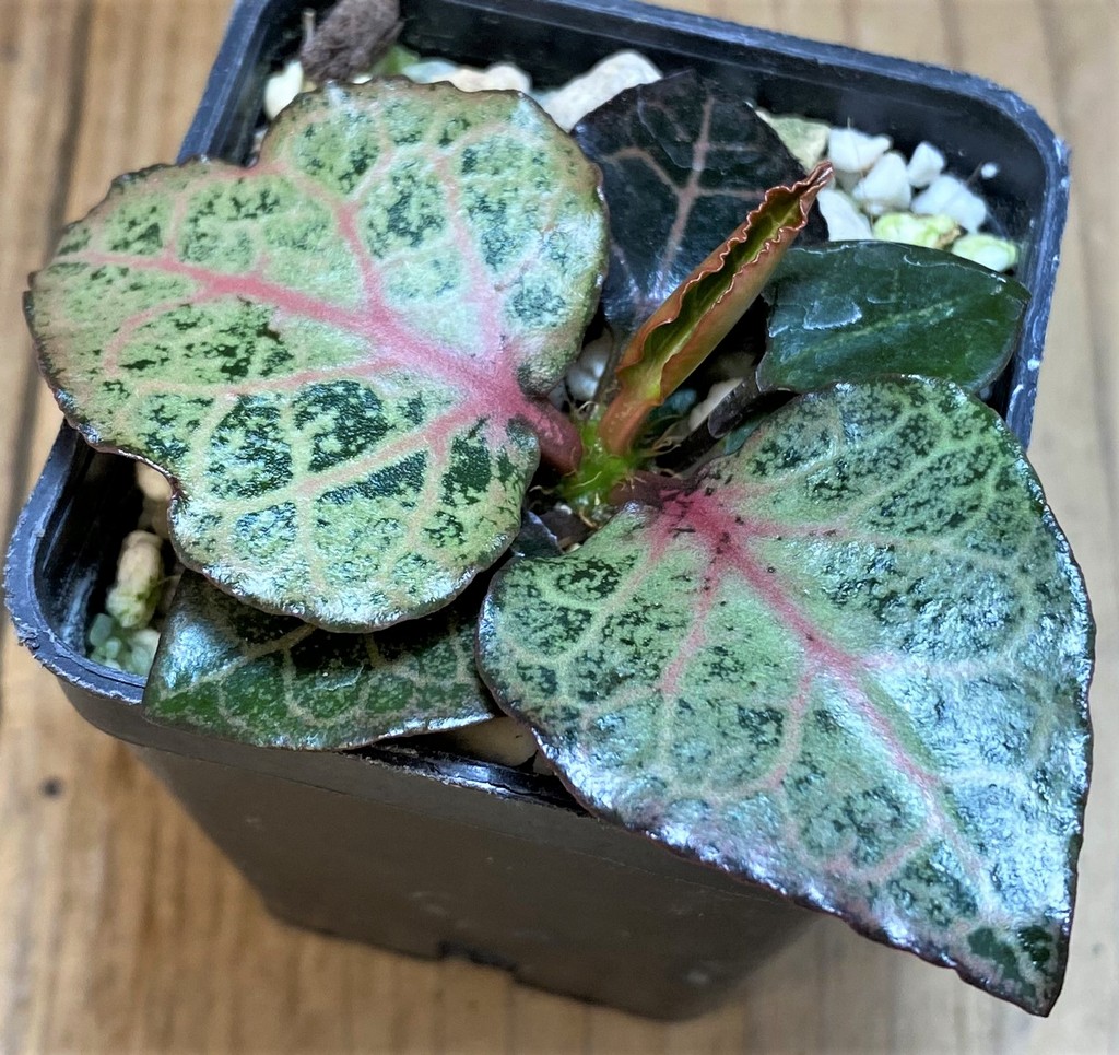 SH26521 Euphorbia francoisii hybrid - Image 2