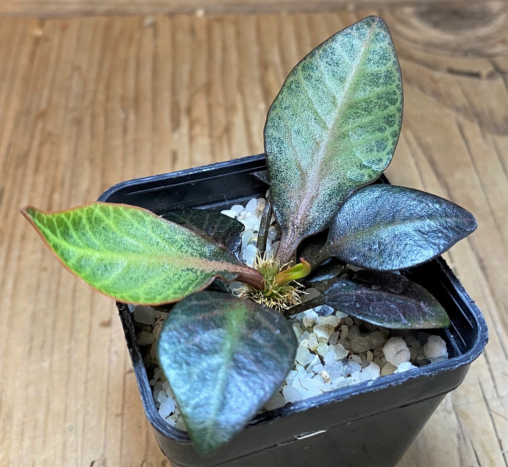 SH26522 Euphorbia francoisii hybrid
