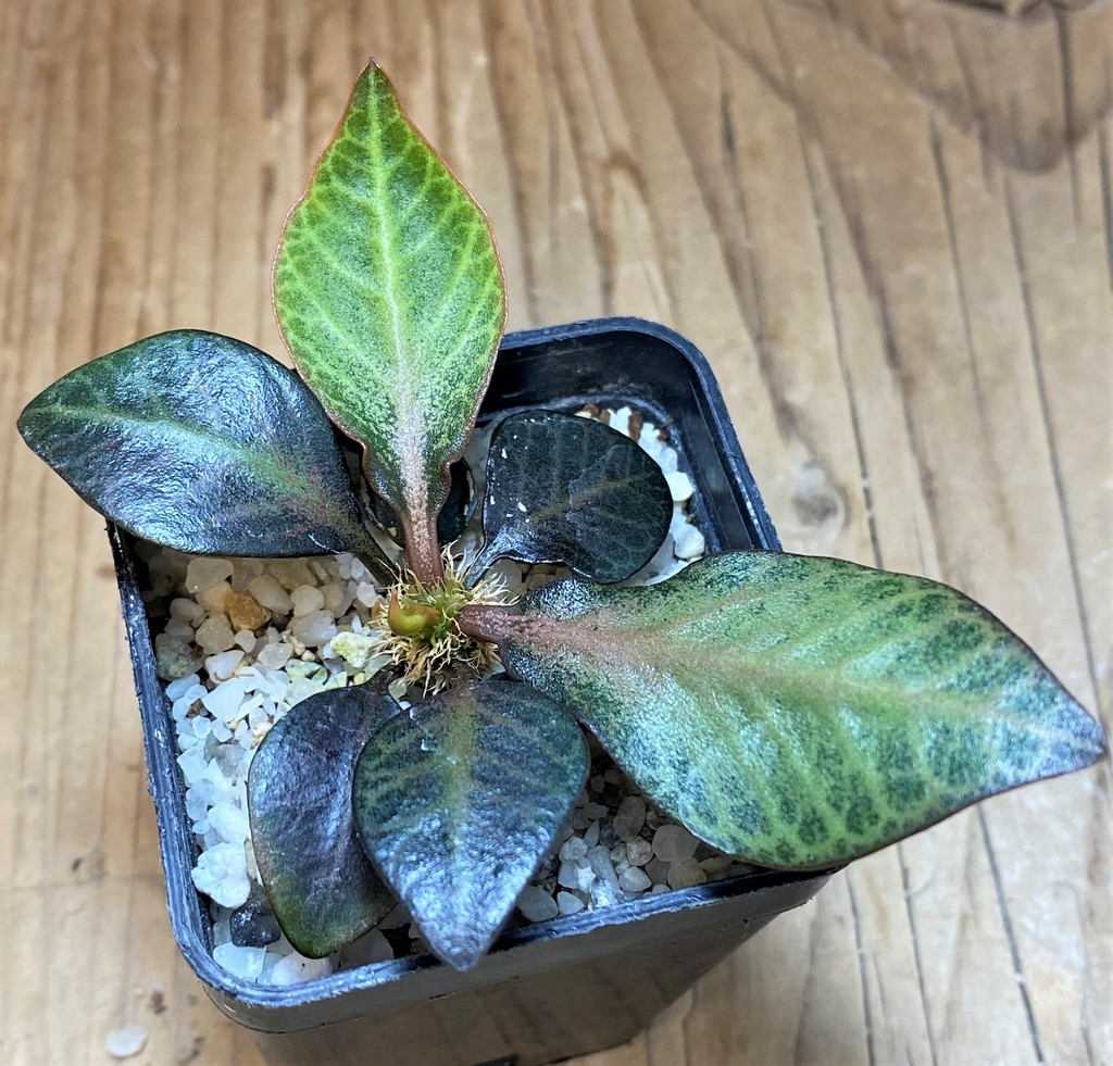 SH26522 Euphorbia francoisii hybrid - Image 2