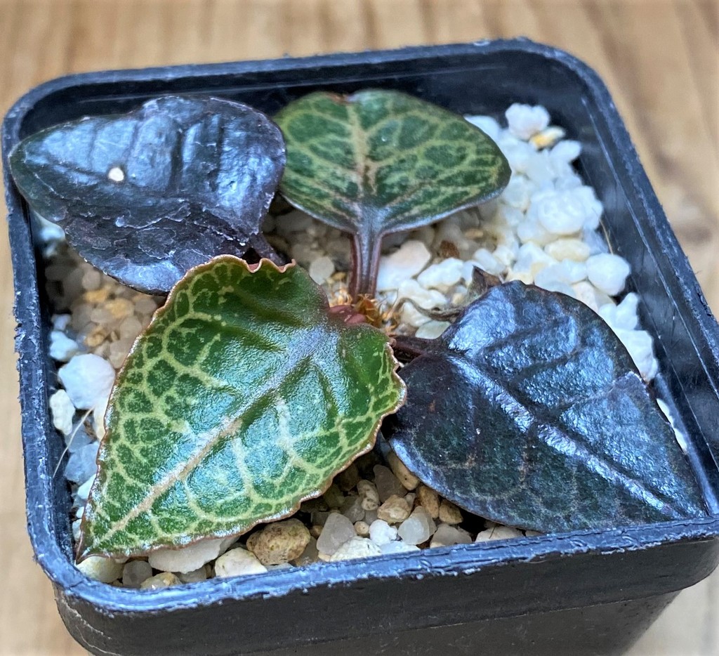 SH26523 Euphorbia francoisii hybrid