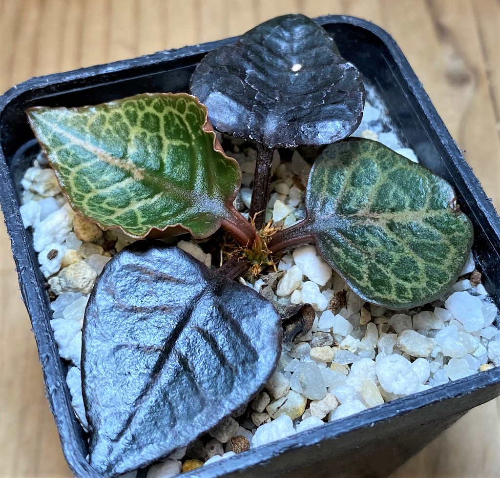 SH26523 Euphorbia francoisii hybrid - Image 2