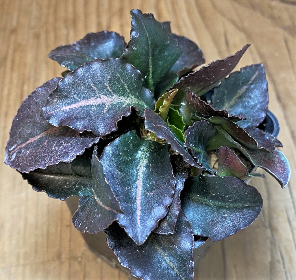 SH26524 Euphorbia francoisii hybrid