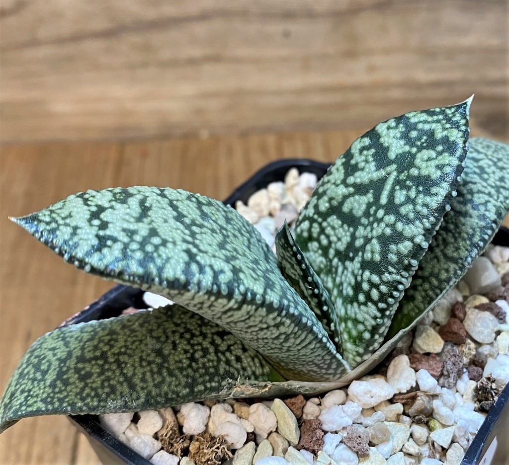 SH26473 Gasteria nigricans