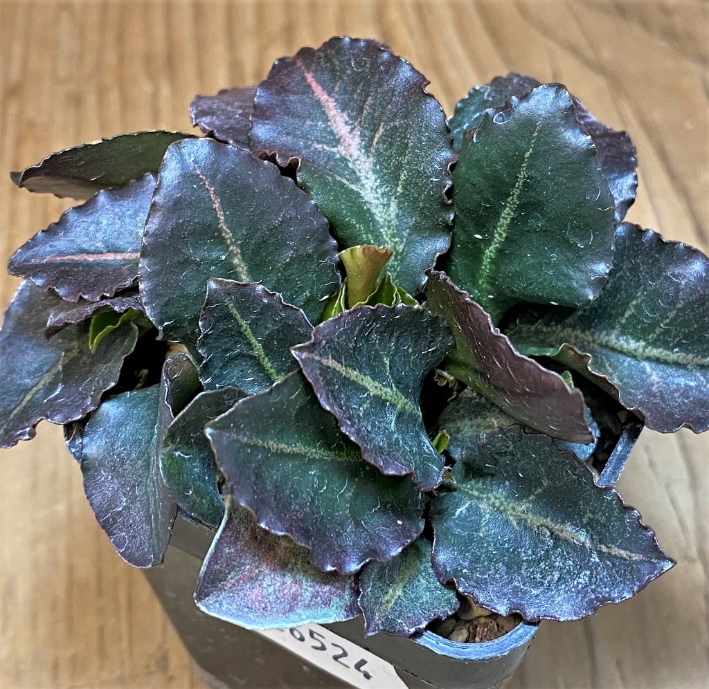 SH26524 Euphorbia francoisii hybrid - Image 2