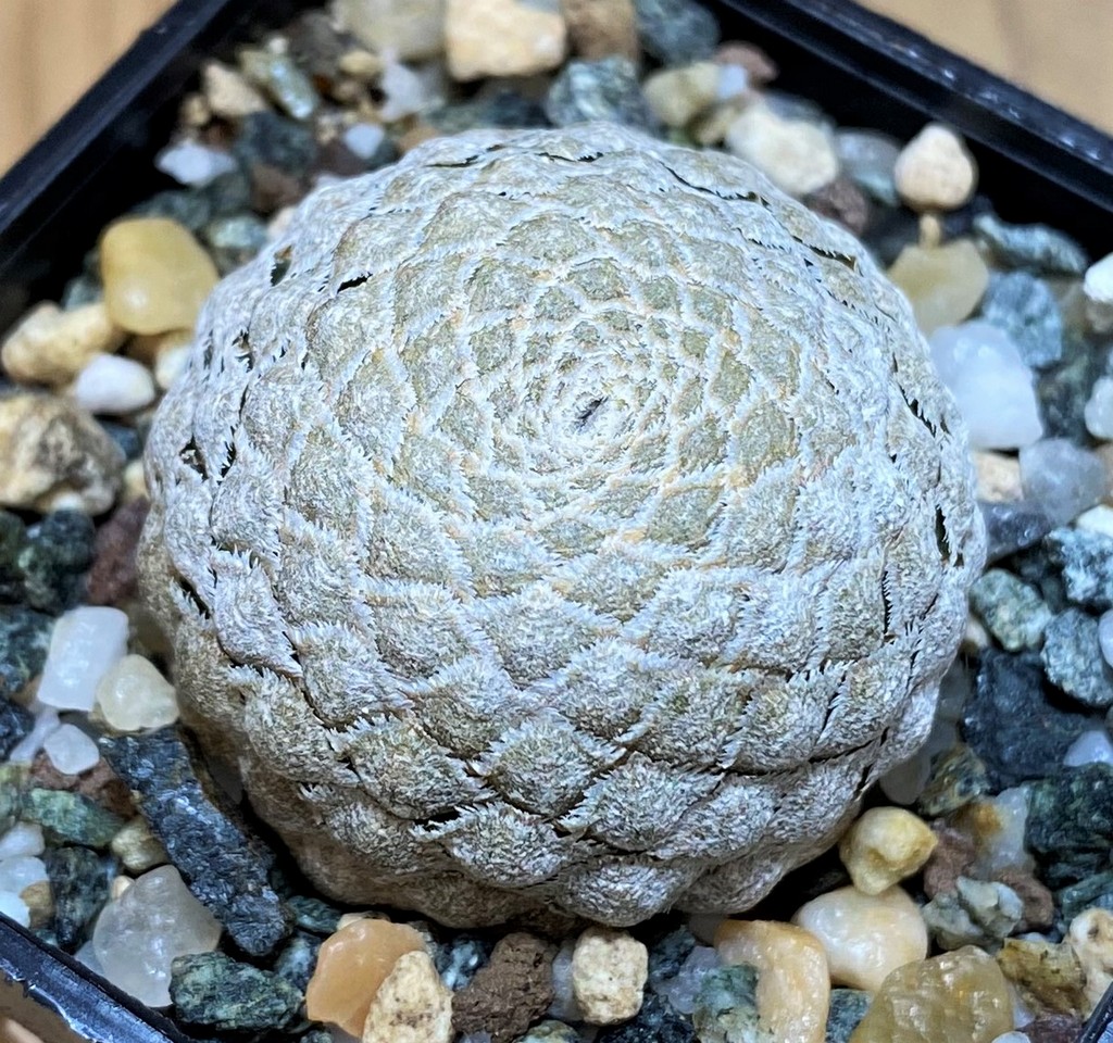 SH26525 Euphorbia piscidermis