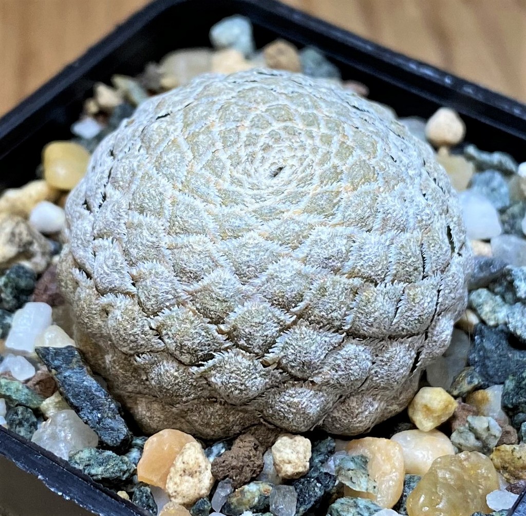 SH26525 Euphorbia piscidermis - Image 2
