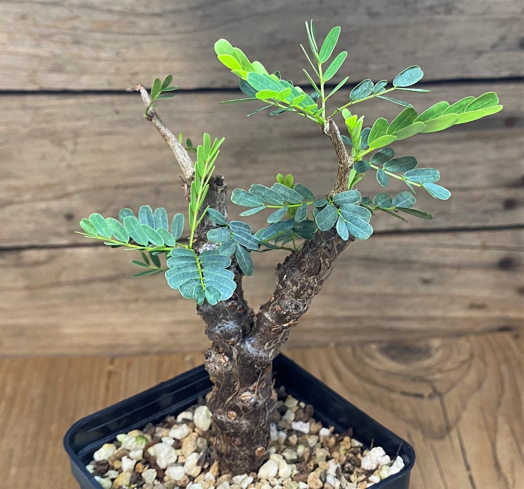 SH26527 Senna meridionalis - Image 2