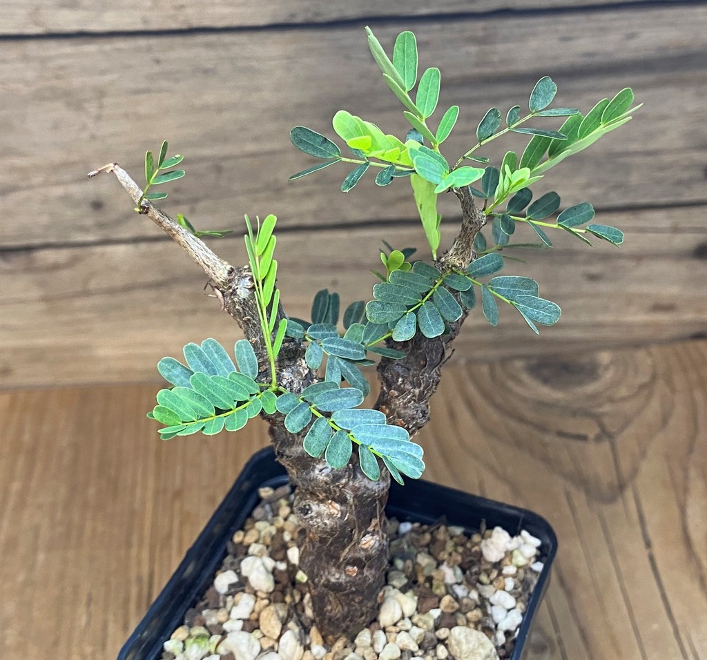 SH26527 Senna meridionalis