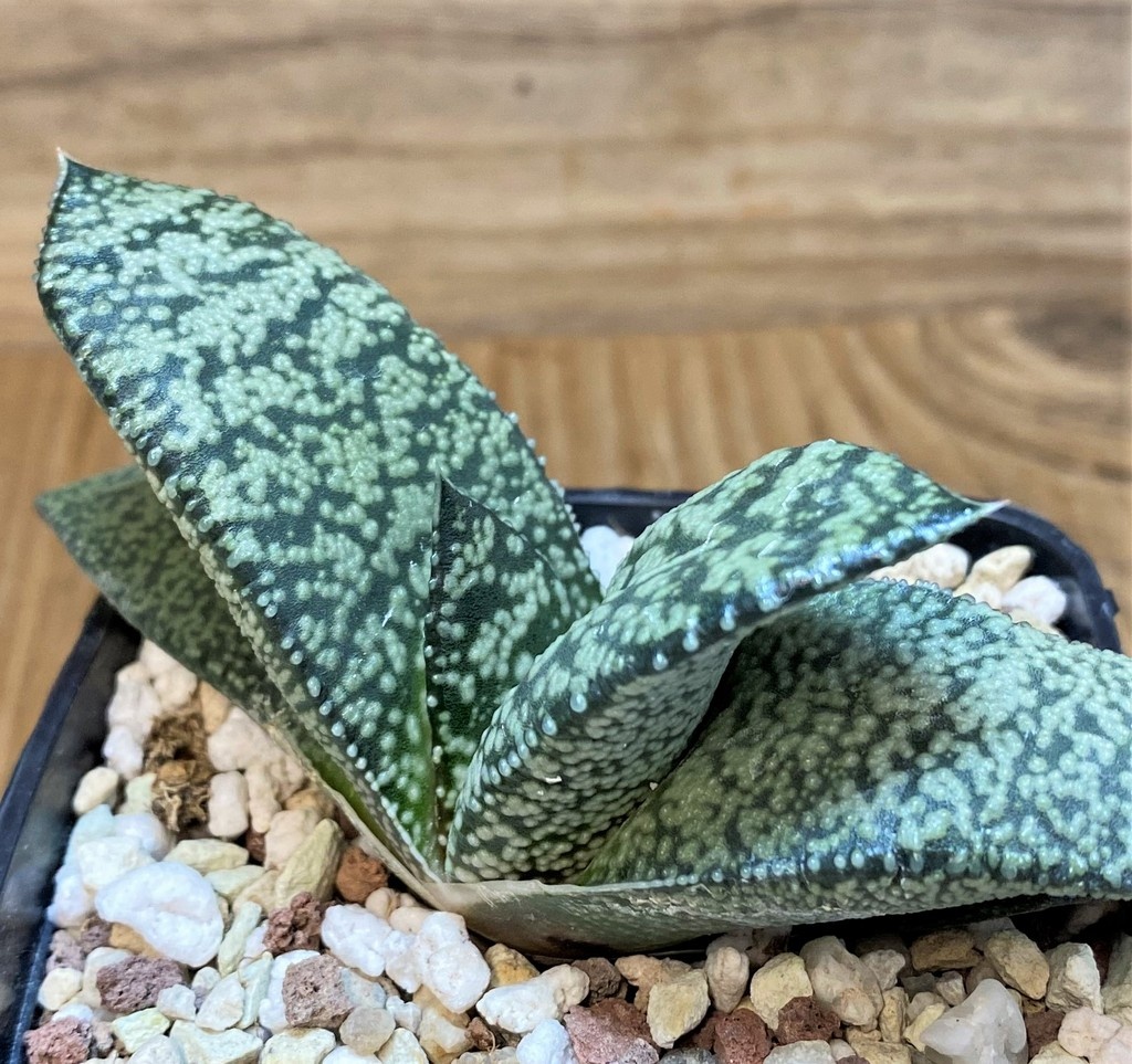SH26473 Gasteria nigricans - Image 2