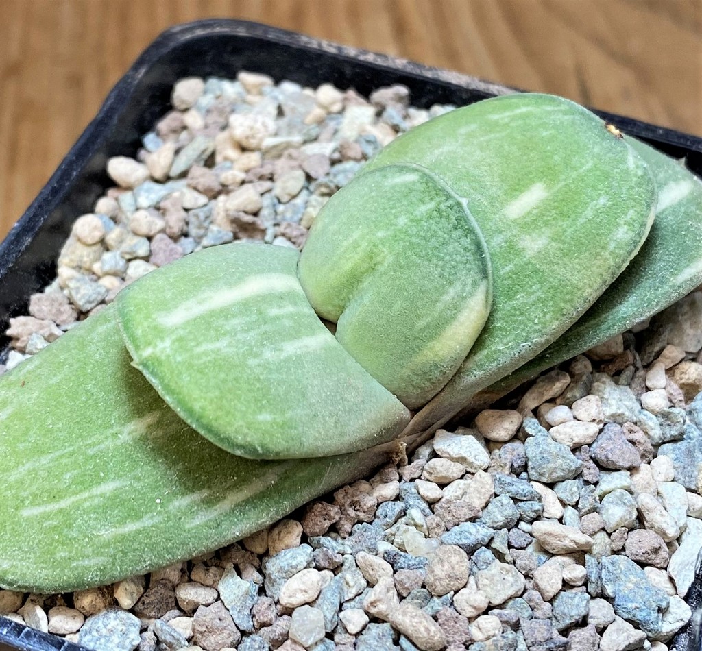 SH26474 Gasteria glomerata f. variegata -Japan- Clon 2