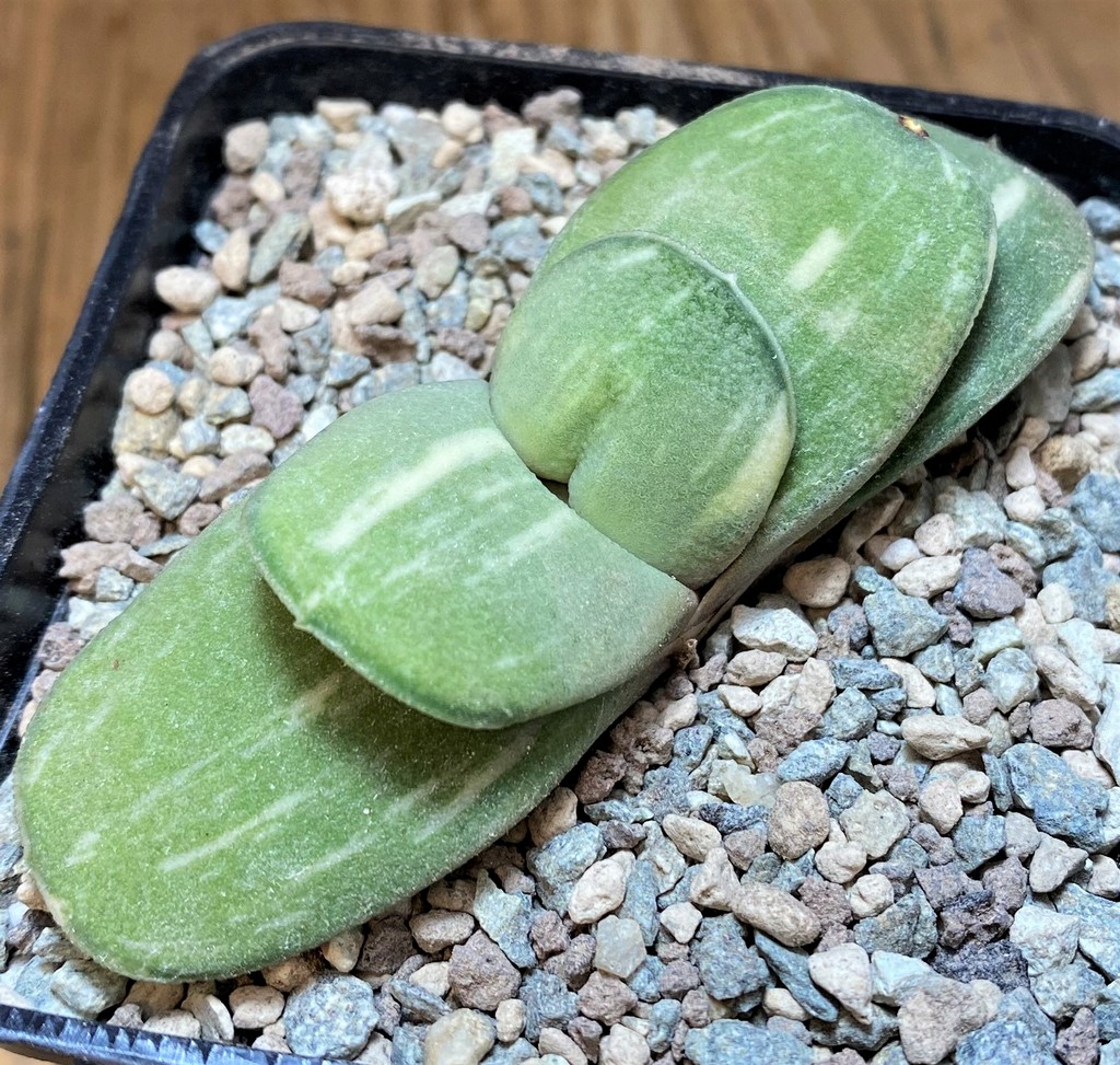 SH26474 Gasteria glomerata f. variegata -Japan- Clon 2 - Image 2
